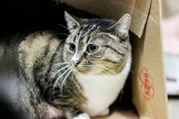 Revolución en Agricultura: Innovaciones en Tecnología de Sensores que Transforman la Gestión del Agua